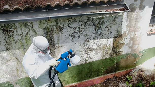 Top rated local Attic Mold Removal specialists in Grand Haven, MI